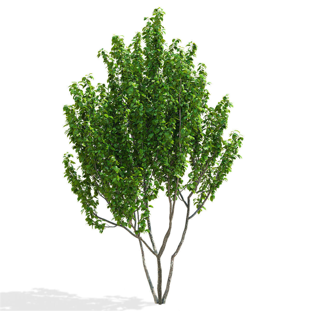Prunus sertulata Kanzan multistem leaves 3D model_3