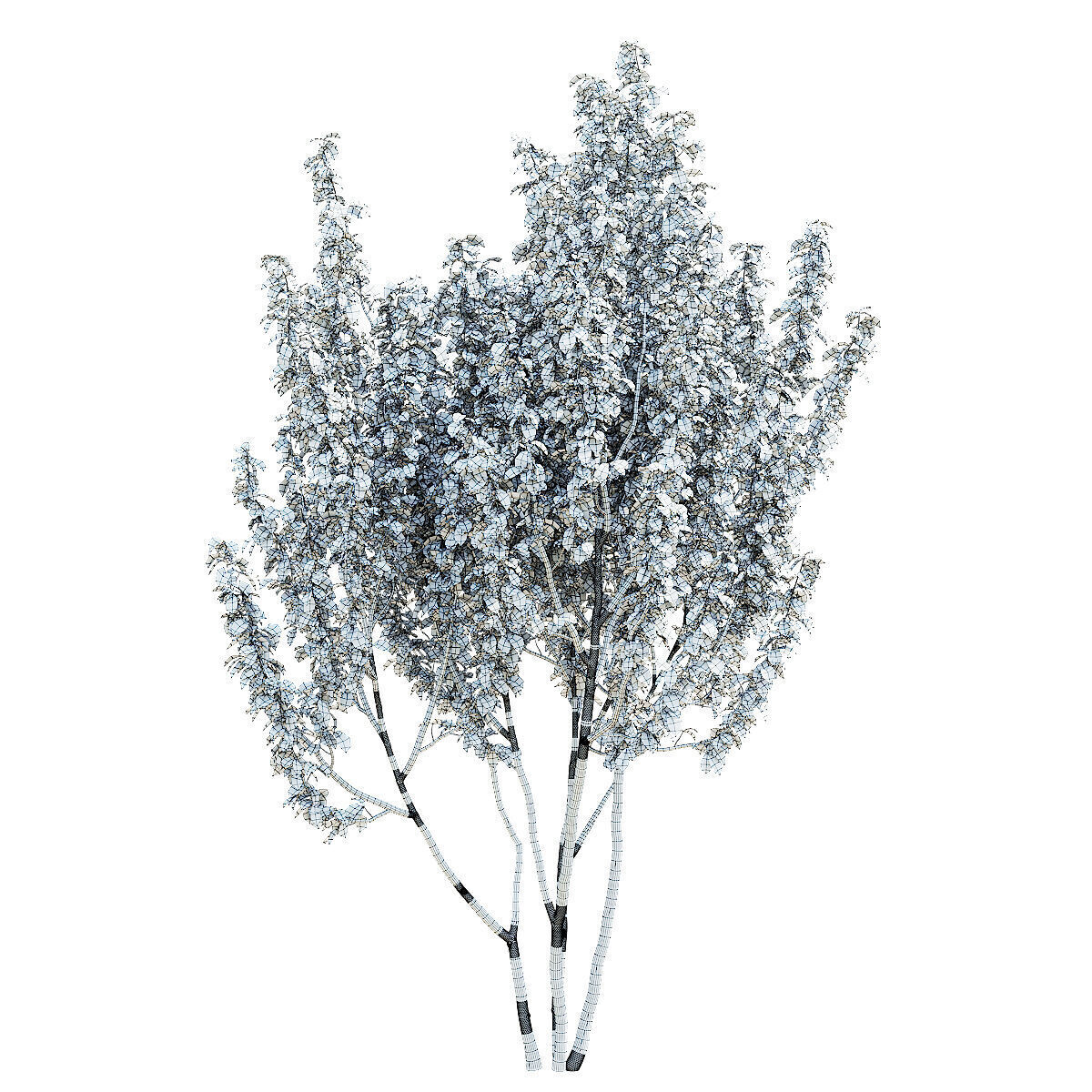 Prunus sertulata Kanzan multistem leaves 3D model_9