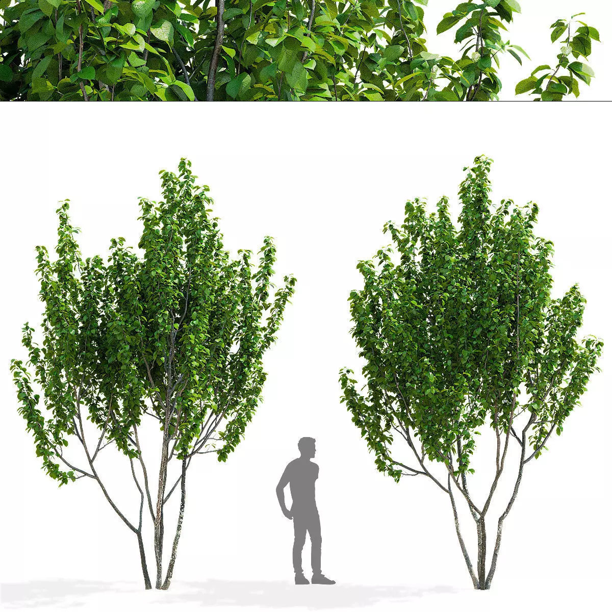 Prunus sertulata Kanzan multistem leaves 3D model_0