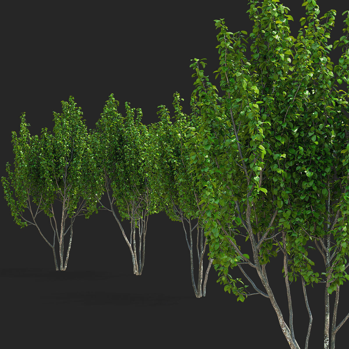 Prunus sertulata Kanzan multistem leaves 3D model_12