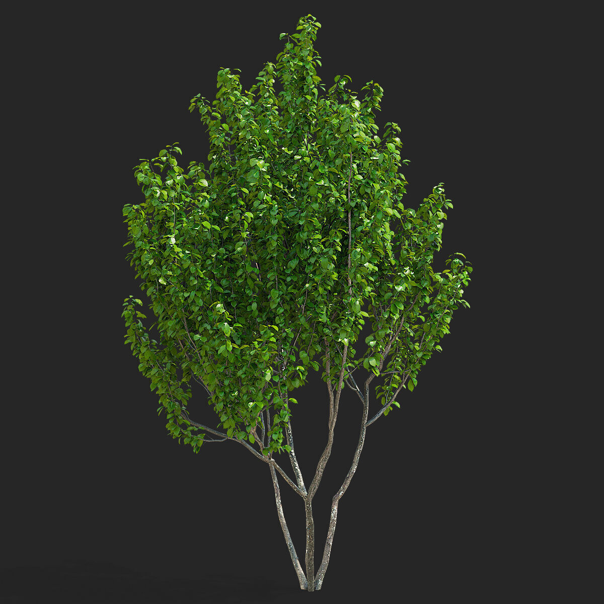 Prunus sertulata Kanzan multistem leaves 3D model_4