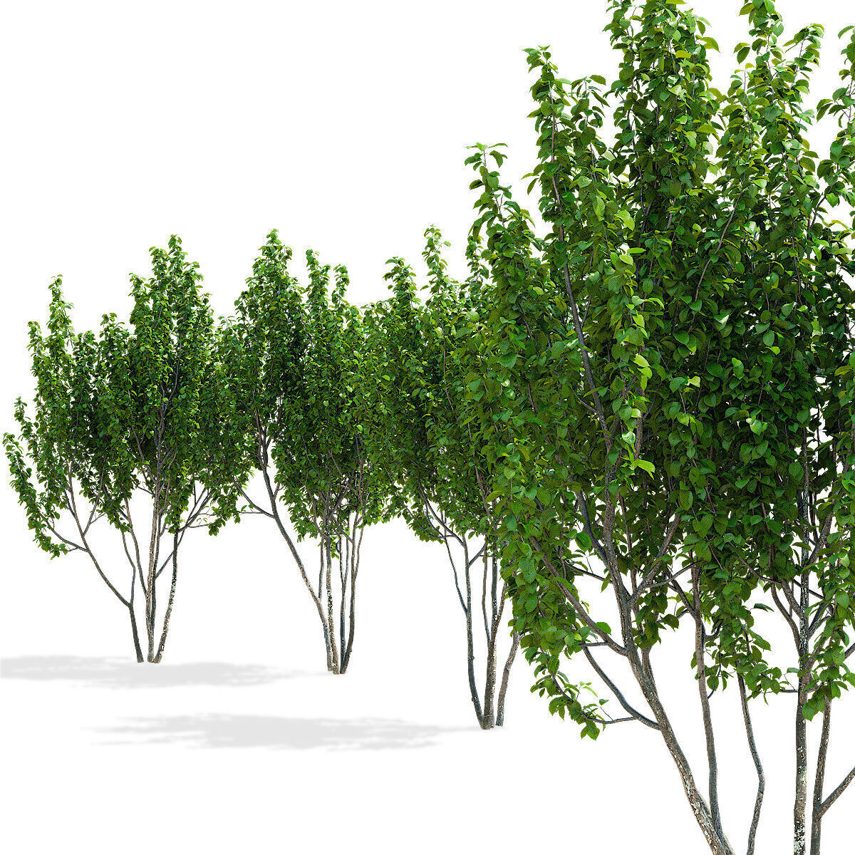 Prunus sertulata Kanzan multistem leaves 3D model_11