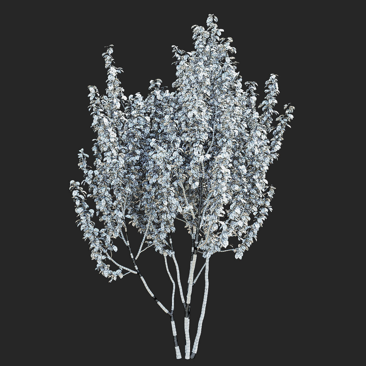 Prunus sertulata Kanzan multistem leaves 3D model_10