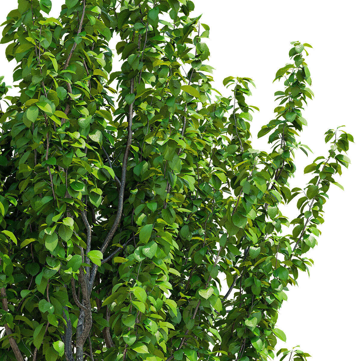 Prunus sertulata Kanzan multistem leaves 3D model_7
