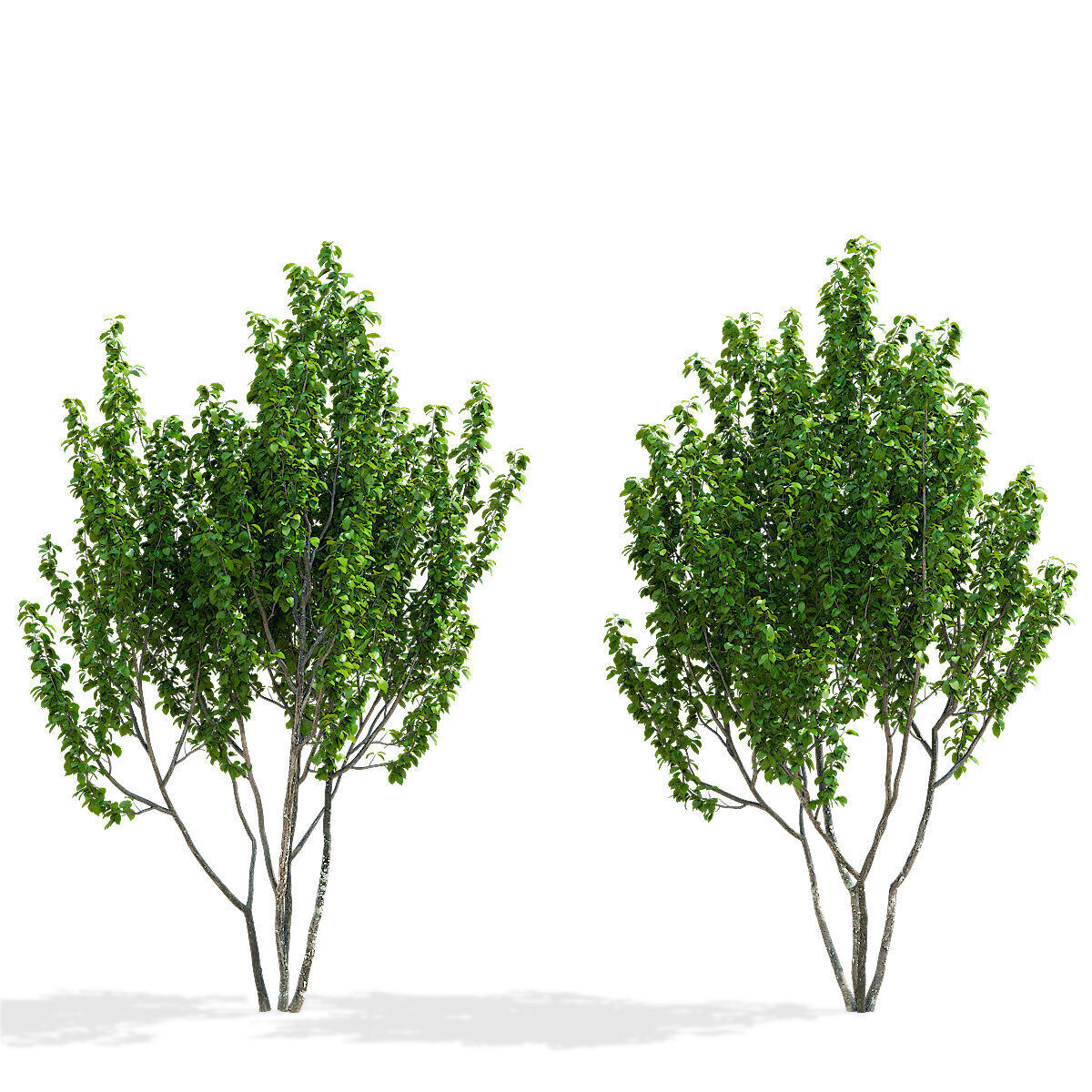 Prunus sertulata Kanzan multistem leaves 3D model_1