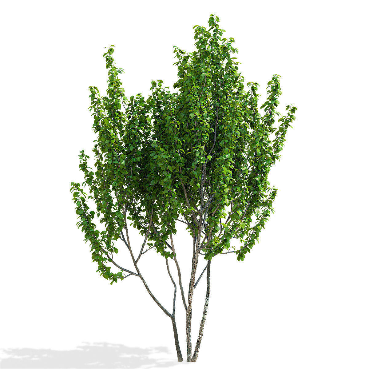 Prunus sertulata Kanzan multistem leaves 3D model_5