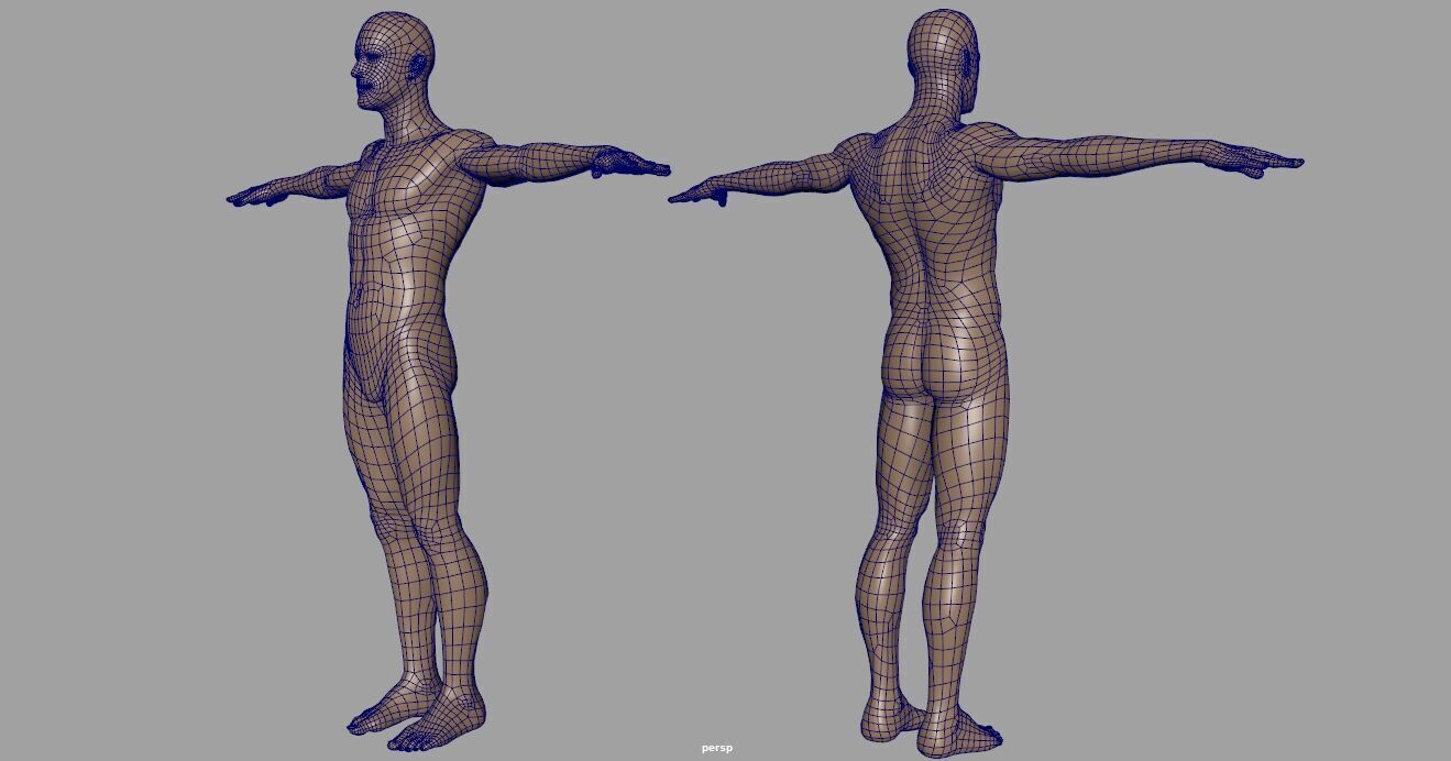 human body 3d model 3D model_1