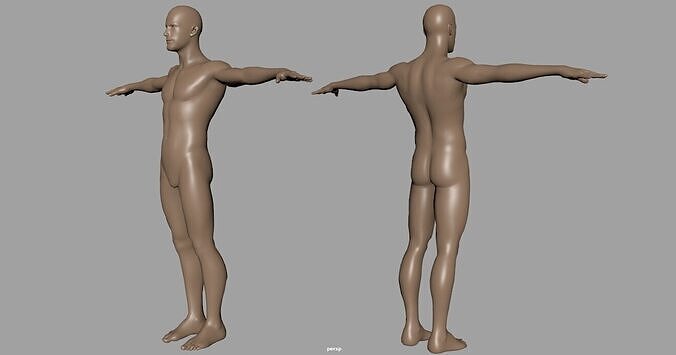 human body 3d model 3D model