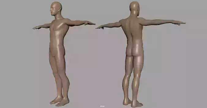 human body 3d model