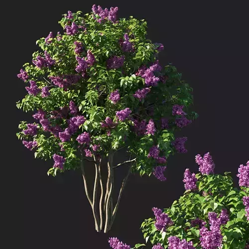 Syringa vulgaris tree pink flowers 3D model