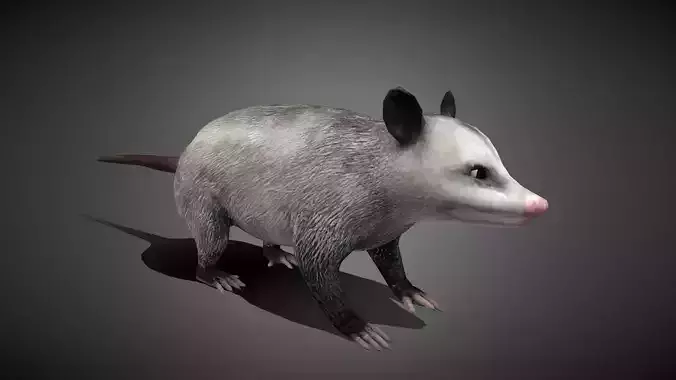 Realistic Possum 3D Model