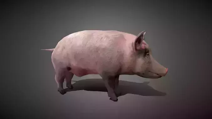 Realistic Pig 3D Model