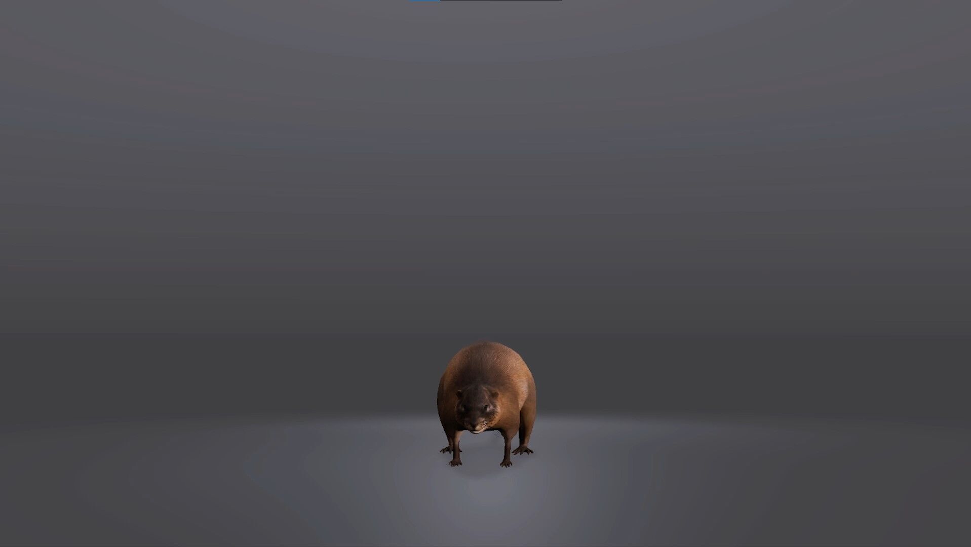 Realistic Muskrat 3D Model Low-poly 3D model_2