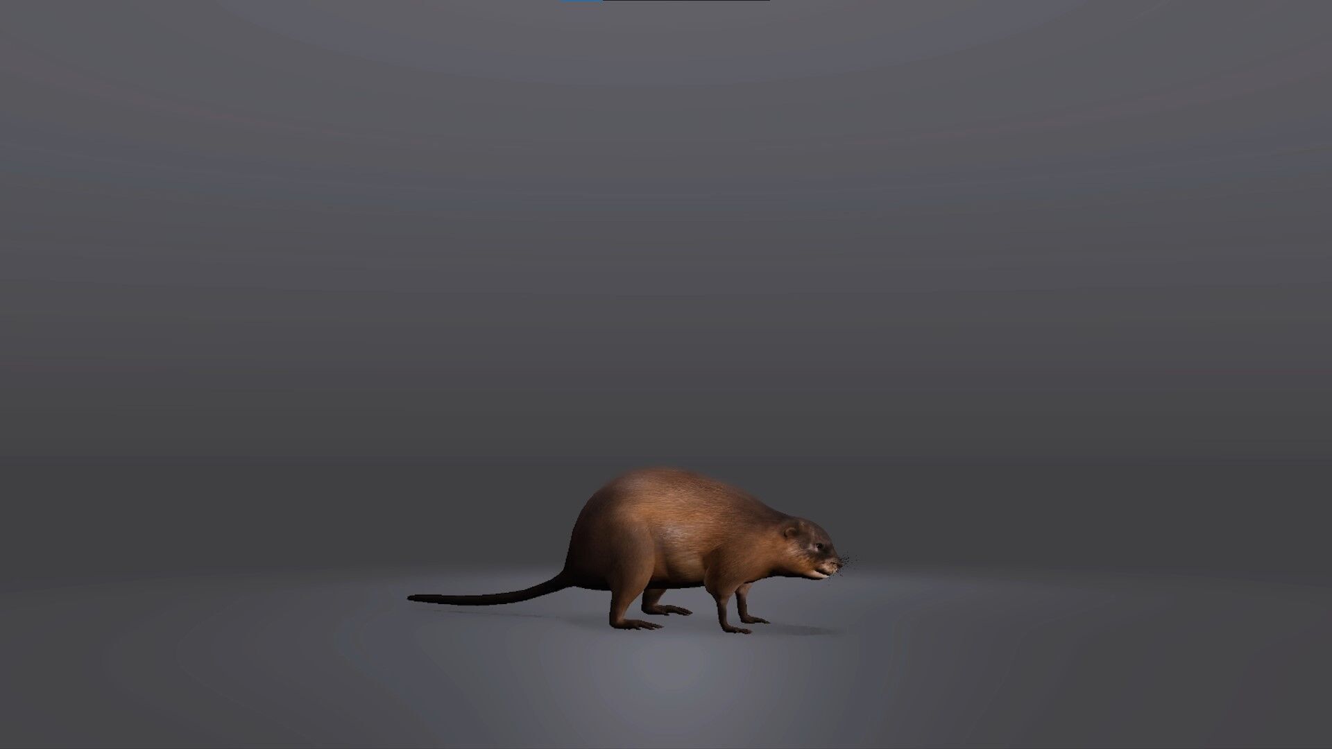 Realistic Muskrat 3D Model Low-poly 3D model_5