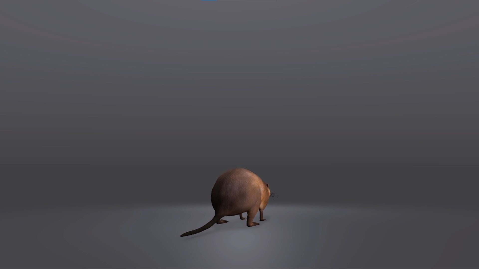 Realistic Muskrat 3D Model Low-poly 3D model_4