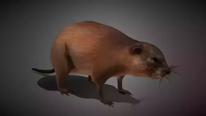 Realistic Muskrat 3D Model