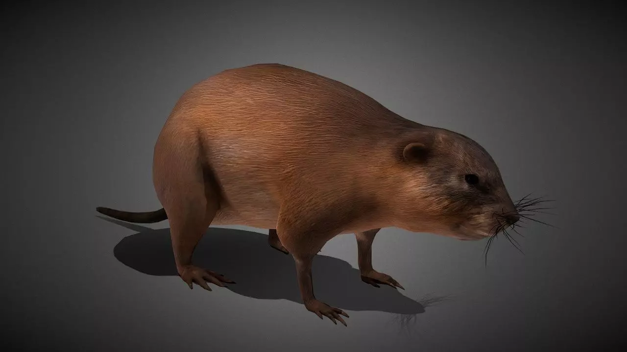 Realistic Muskrat 3D Model Low-poly 3D model_0