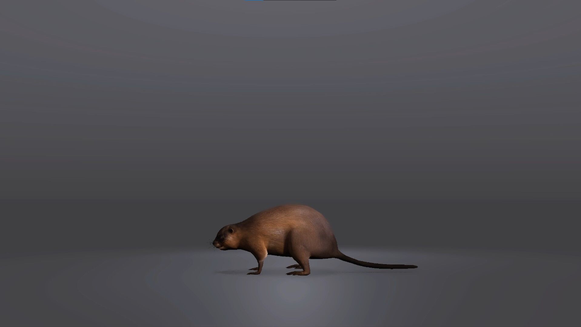 Realistic Muskrat 3D Model Low-poly 3D model_3