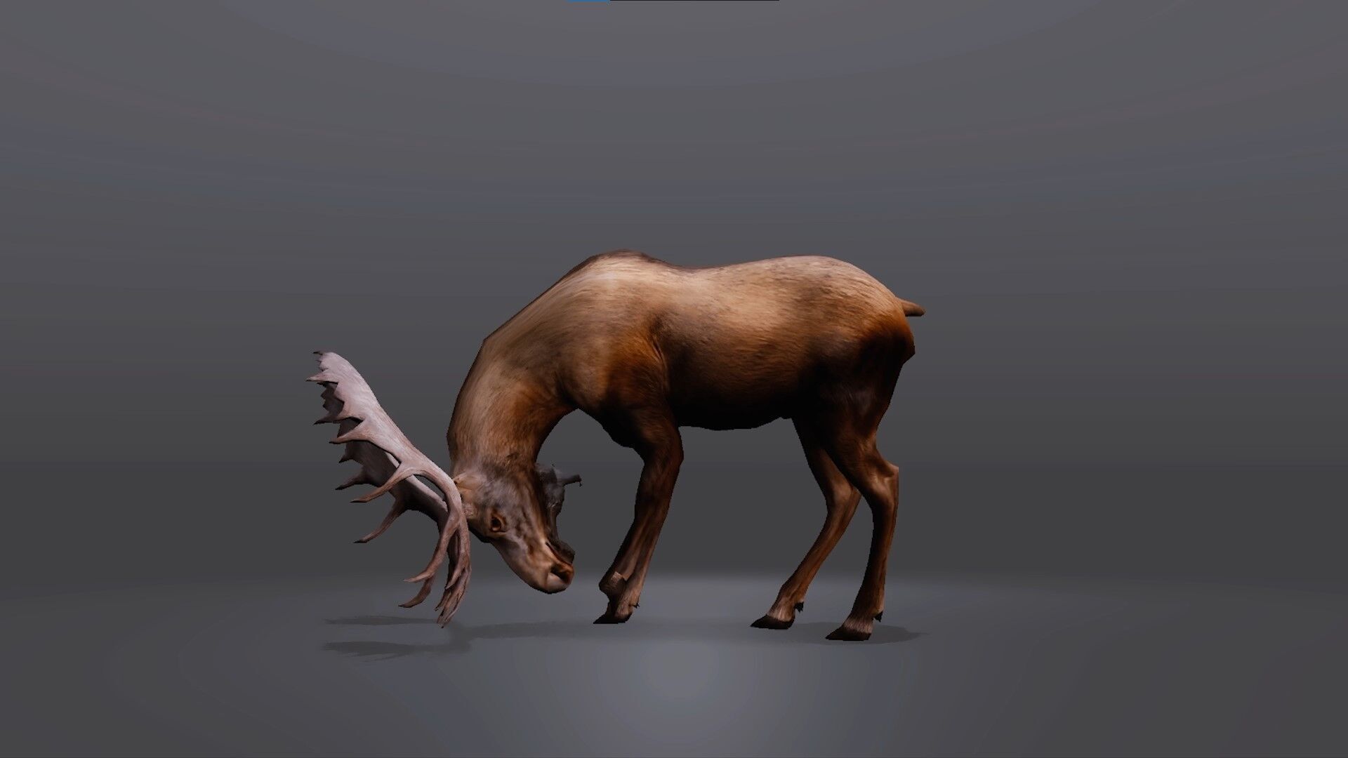 Realistic Moose 3D Model Low-poly 3D model_4