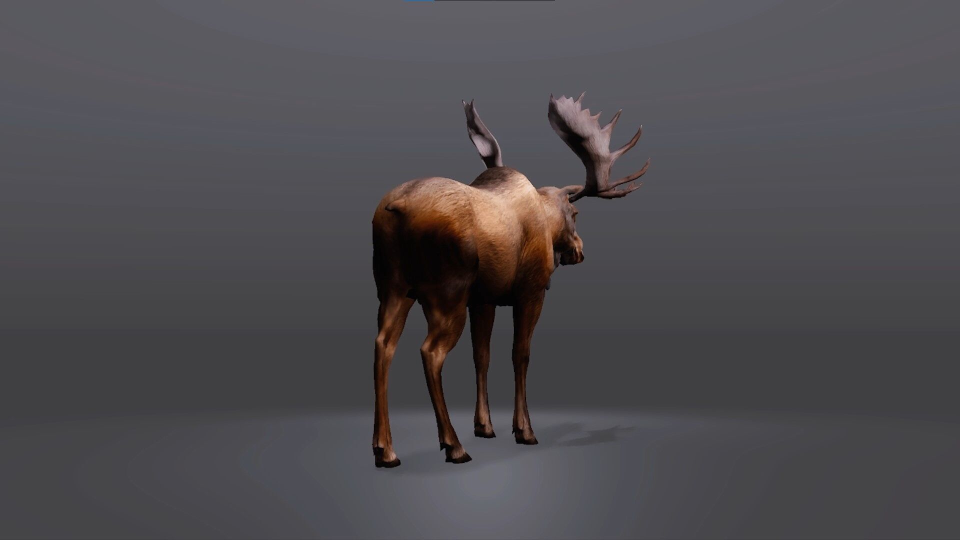 Realistic Moose 3D Model Low-poly 3D model_5