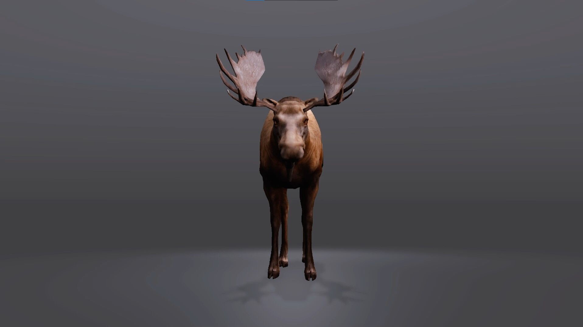 Realistic Moose 3D Model Low-poly 3D model_3