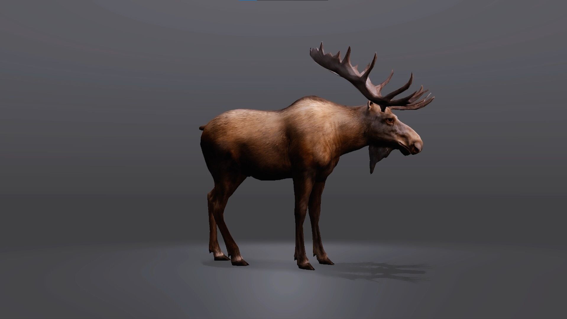Realistic Moose 3D Model Low-poly 3D model_6