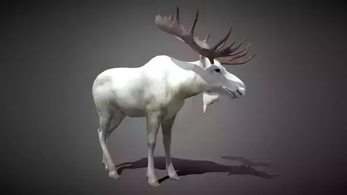 Realistic Moose 3D Model Low-poly 3D model
