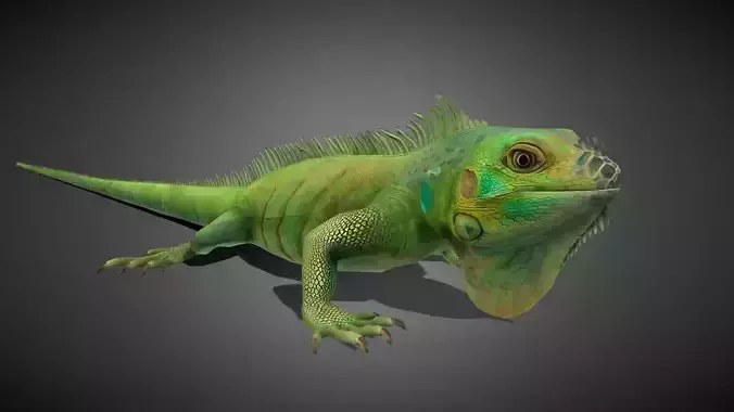 Realistic Iguana 3D Model