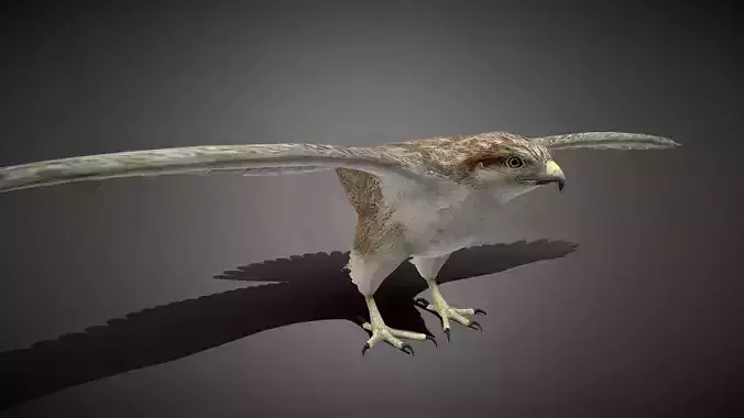 Realistic Hawk 3D Model