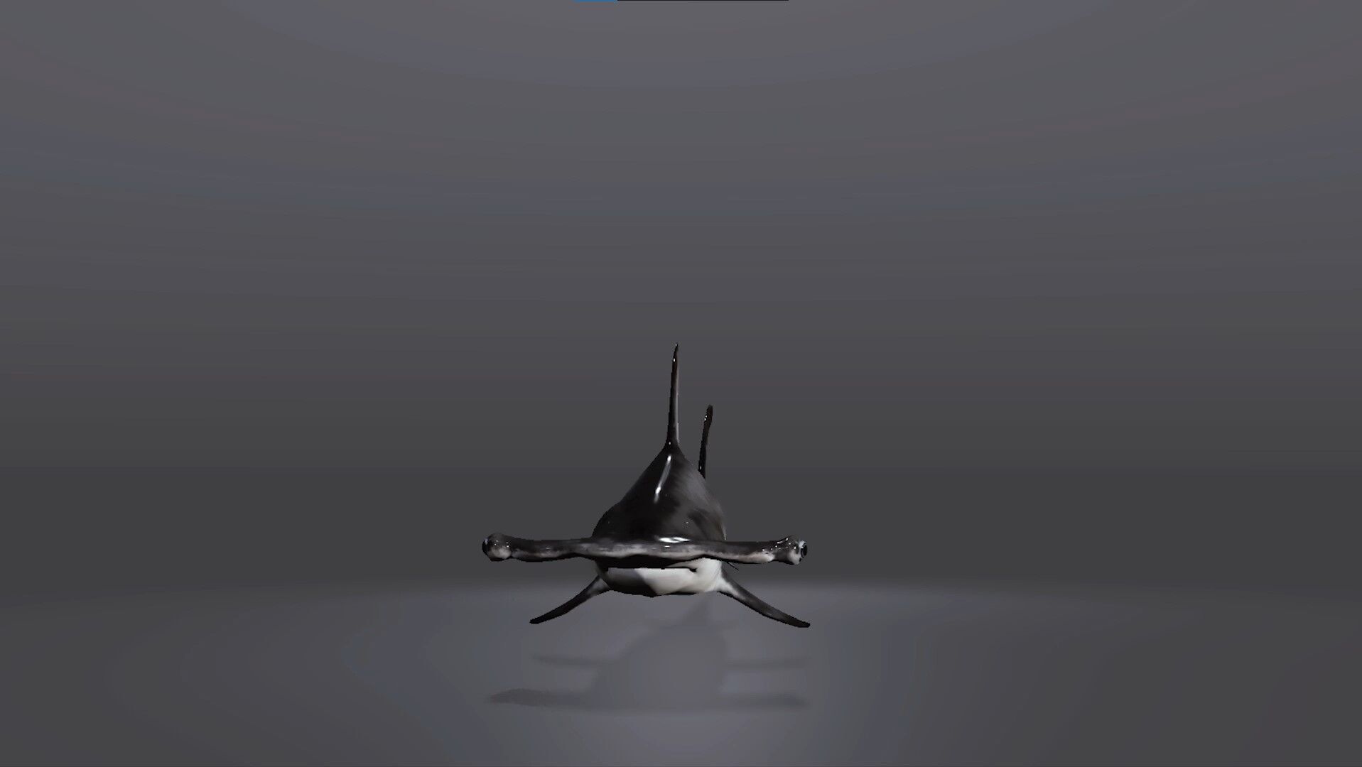 Realistic Hammerhead Shark 3D Model Low-poly 3D model_2