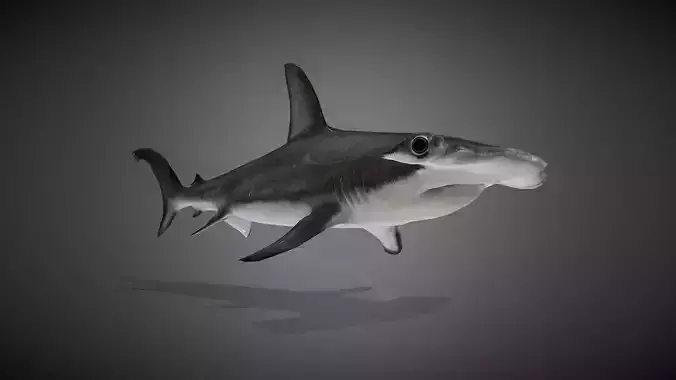 Realistic Hammerhead Shark 3D Model