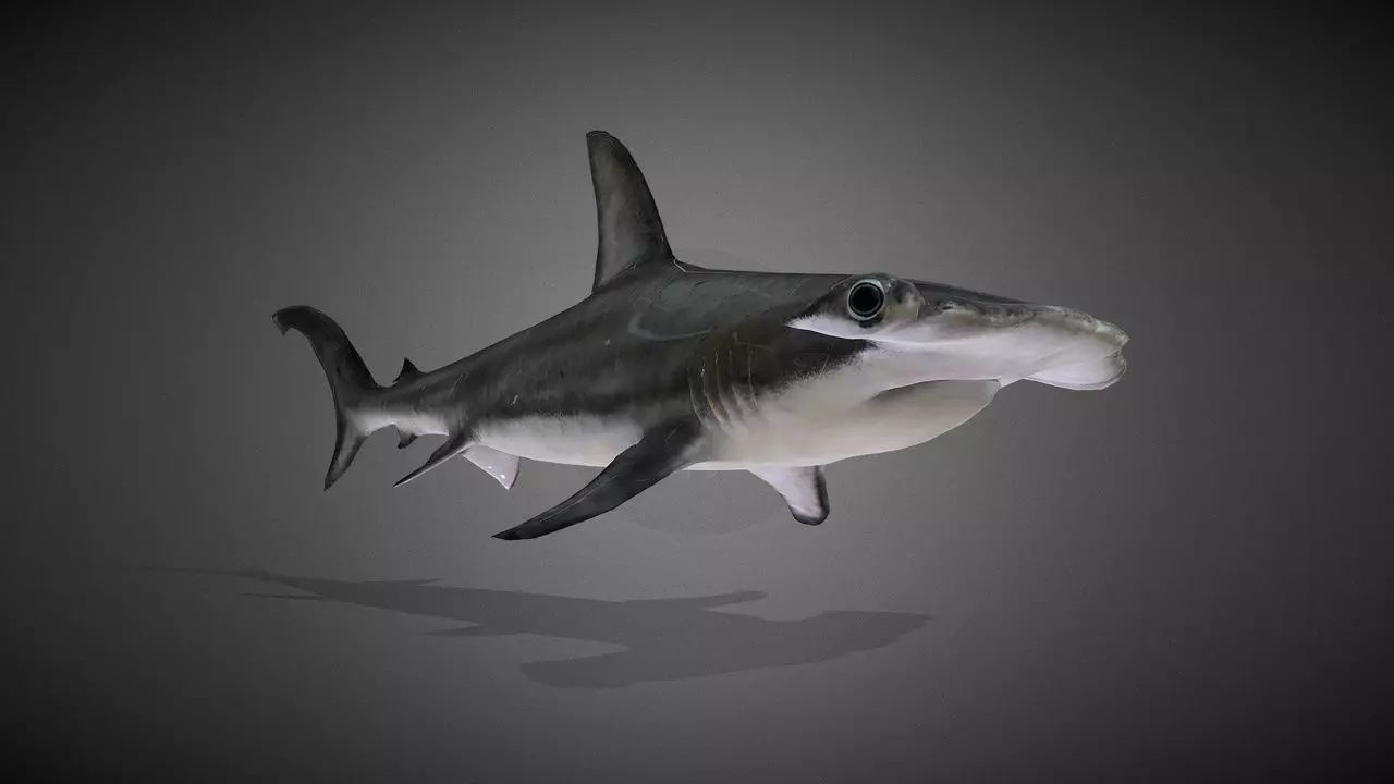 Realistic Hammerhead Shark 3D Model Low-poly 3D model_0