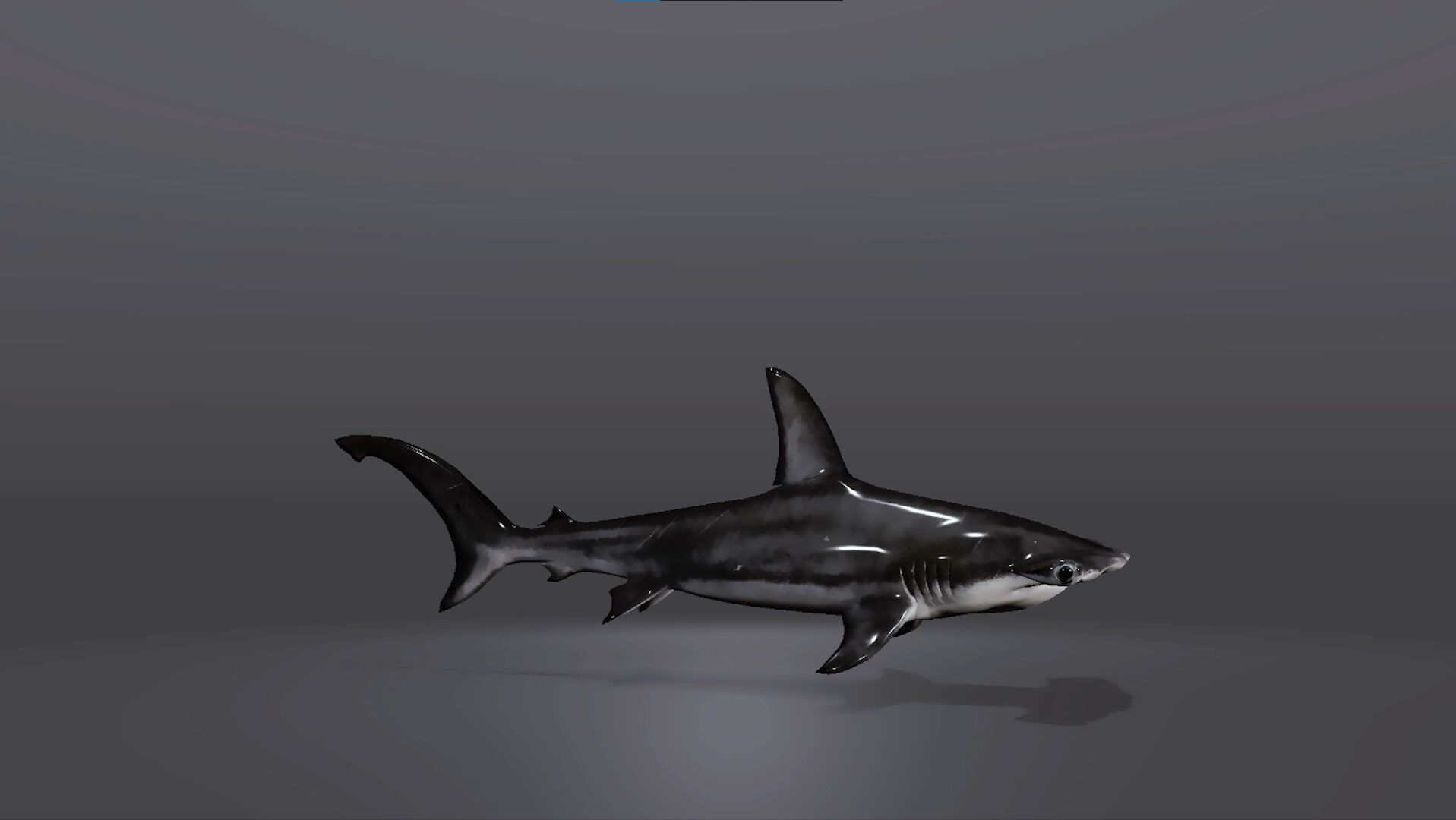 Realistic Hammerhead Shark 3D Model Low-poly 3D model_5