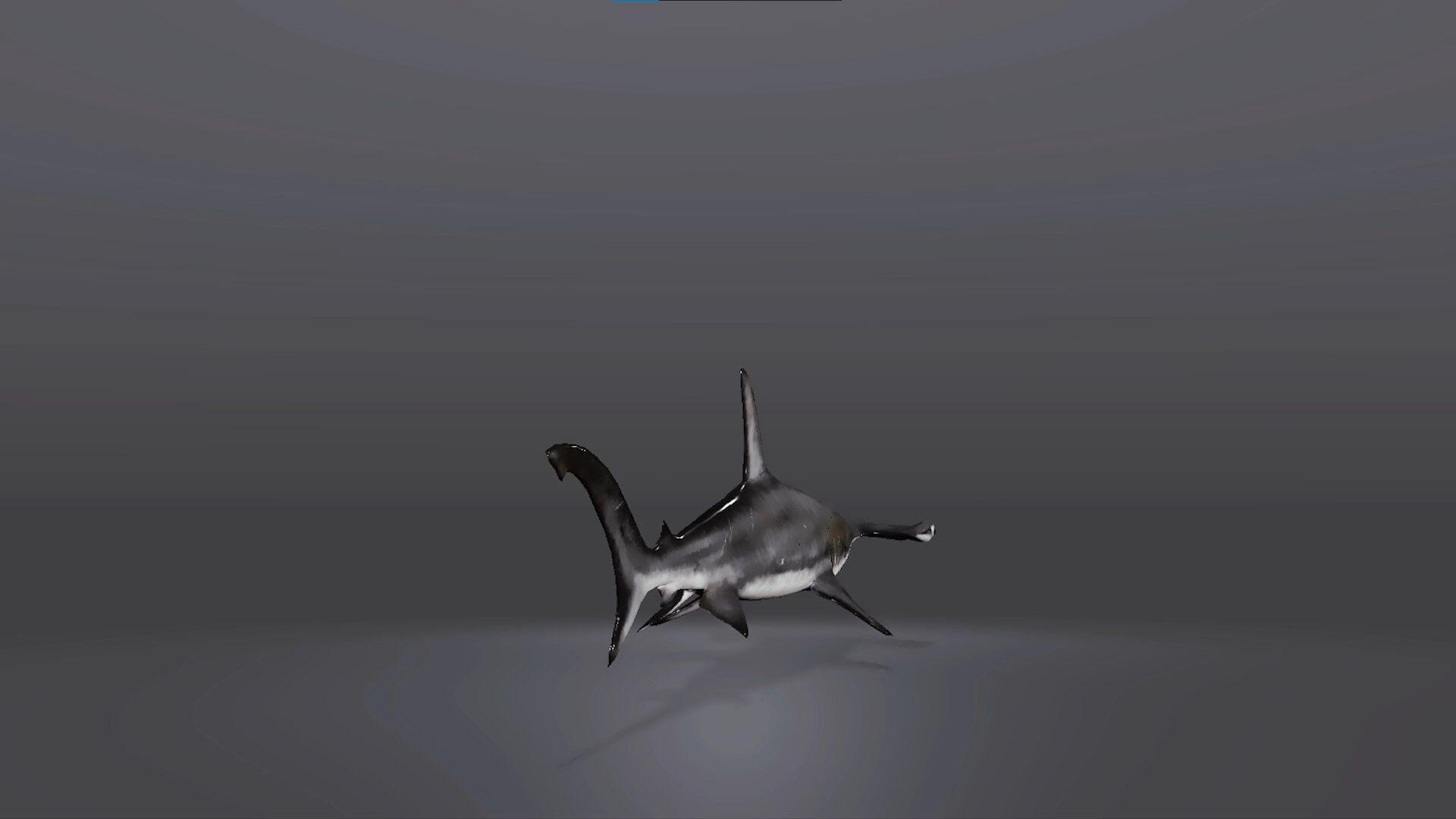 Realistic Hammerhead Shark 3D Model Low-poly 3D model_4