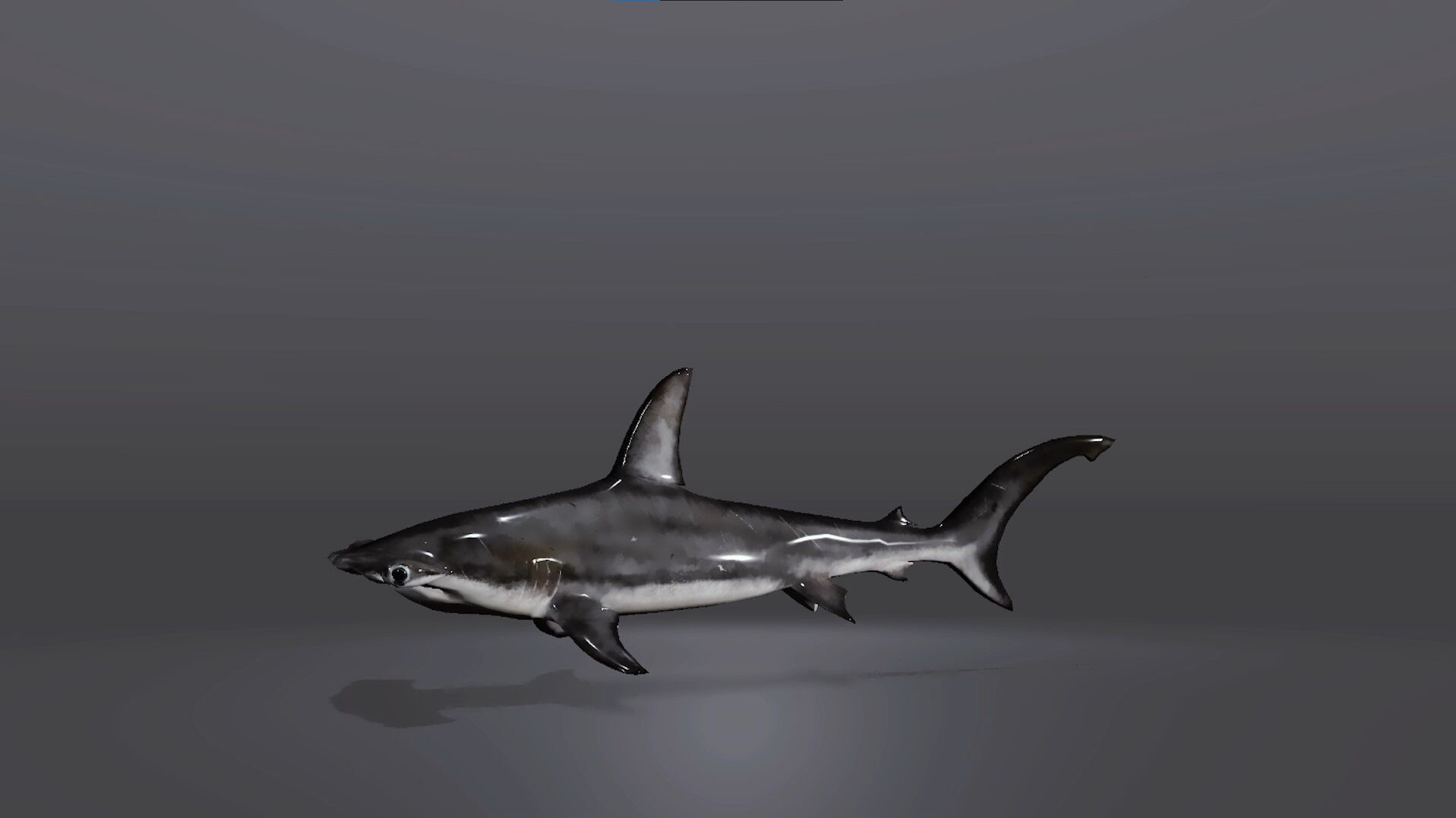 Realistic Hammerhead Shark 3D Model Low-poly 3D model_3