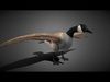 Realistic Goose 3D Model Low-poly 3D model_1