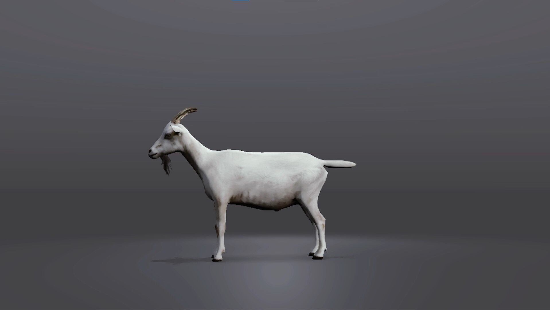 Realistic Goat 3D Model Low-poly 3D model_3
