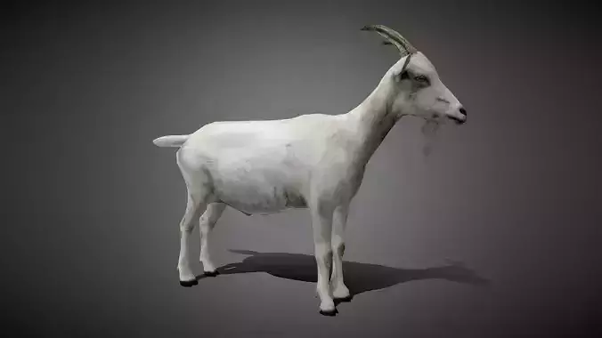 Realistic Goat 3D Model