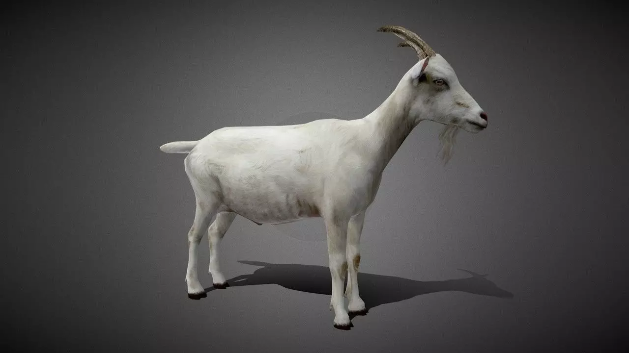 Realistic Goat 3D Model Low-poly 3D model_0