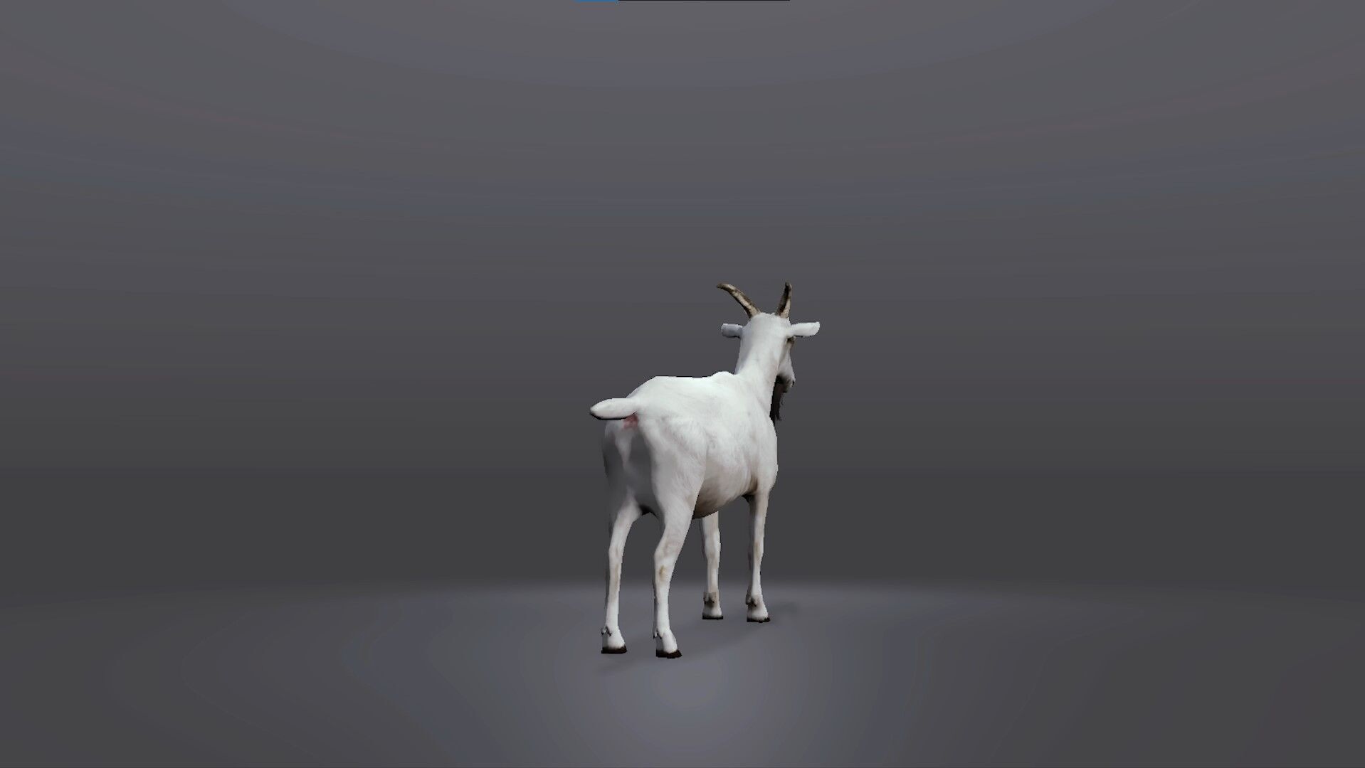 Realistic Goat 3D Model Low-poly 3D model_4