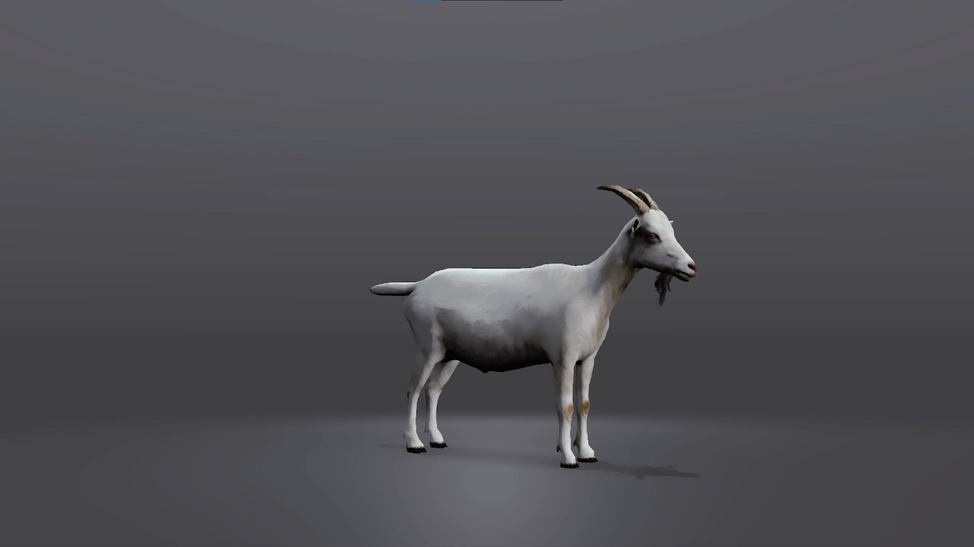 Realistic Goat 3D Model Low-poly 3D model_5