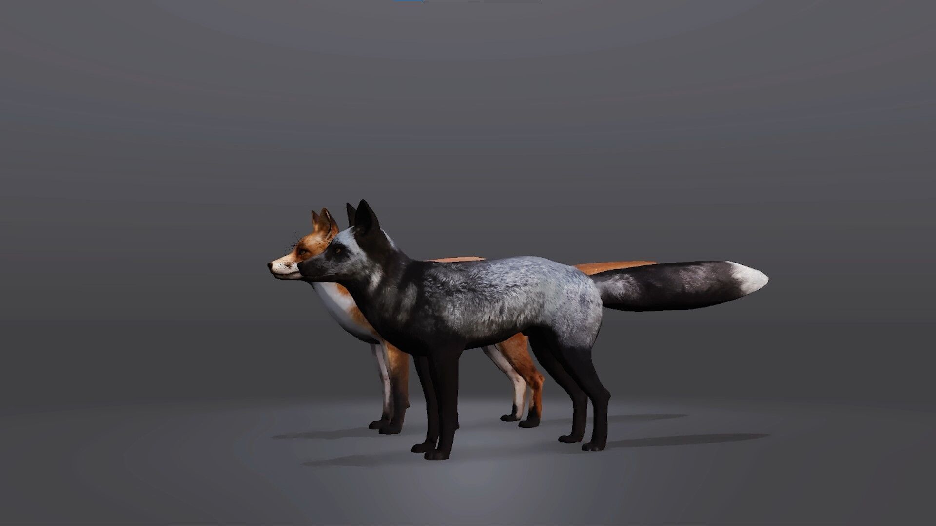 Realistic Fox 3D Model Low-poly 3D model_3