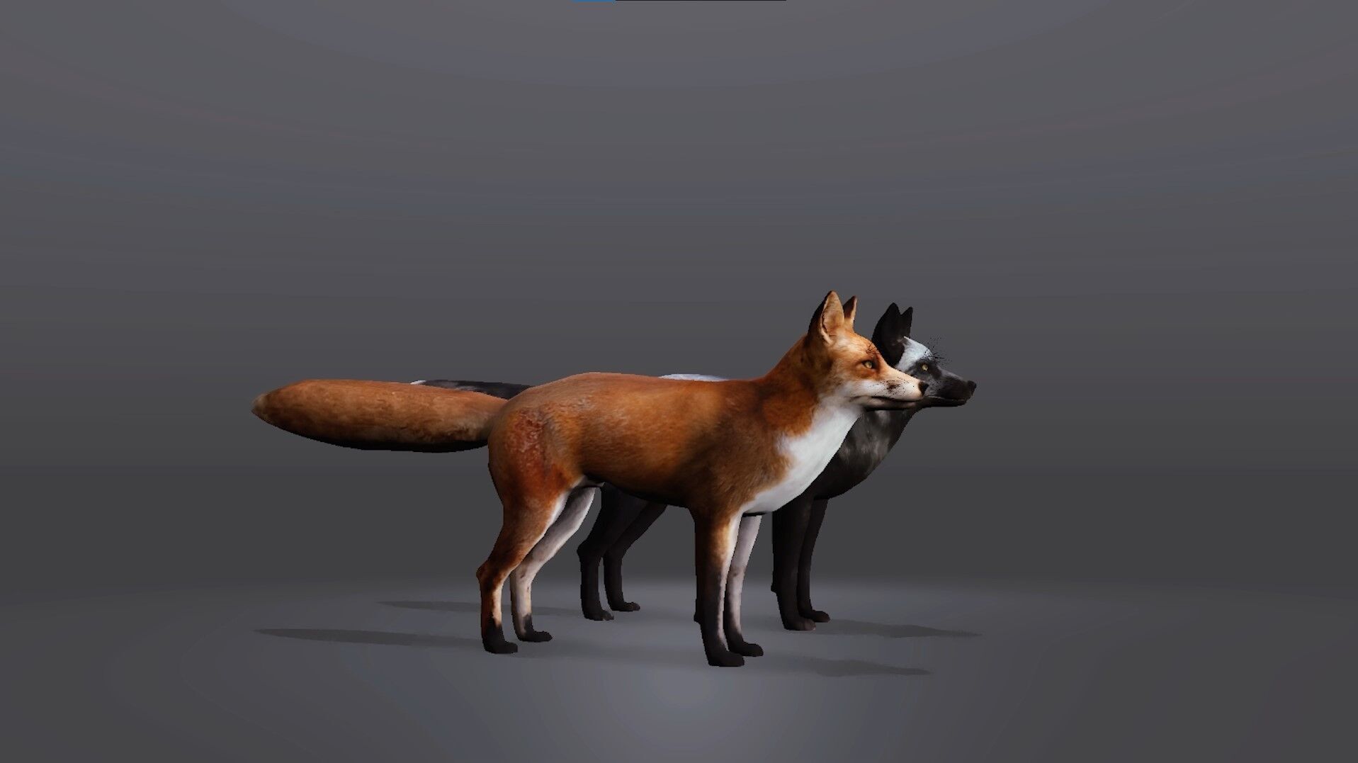 Realistic Fox 3D Model Low-poly 3D model_5