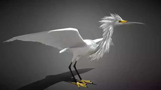 Realistic Egret 3D Model Low-poly 3D model