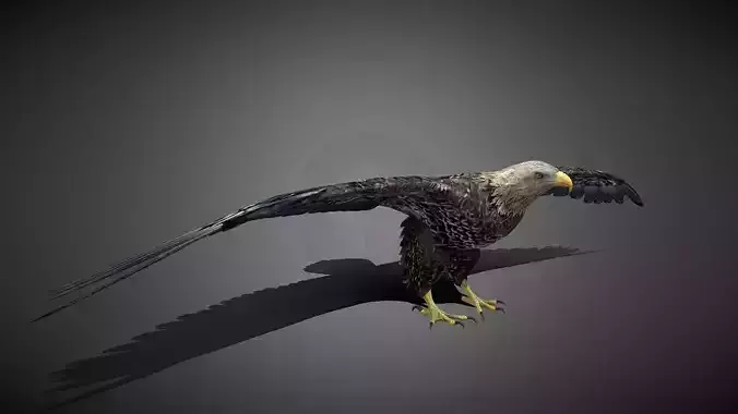 Realistic Eagle 3D Model