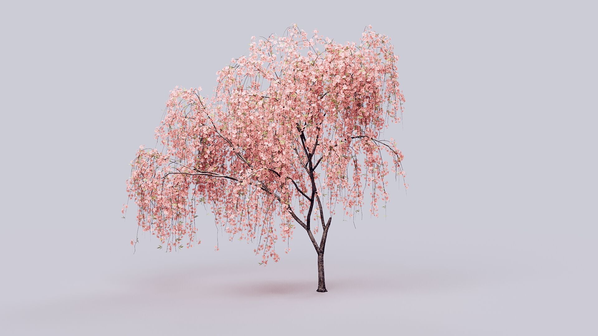 Prunus Subhirtella Pendula 3d Tree Model 3D model_6