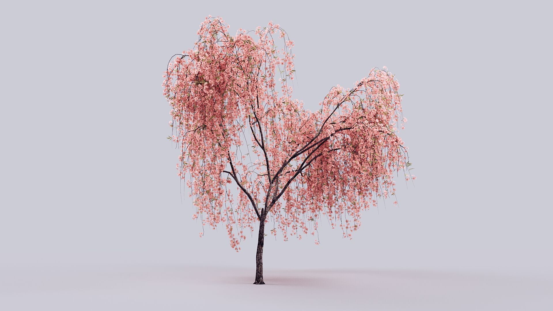 Prunus Subhirtella Pendula 3d Tree Model 3D model_9