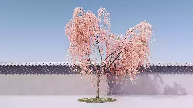 Prunus Subhirtella Pendula 3d Tree Model