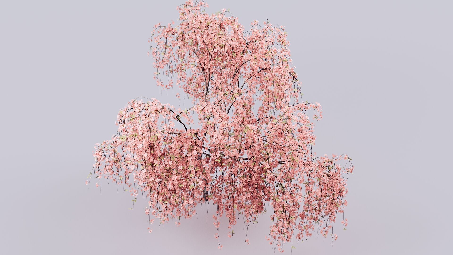 Prunus Subhirtella Pendula 3d Tree Model 3D model_4