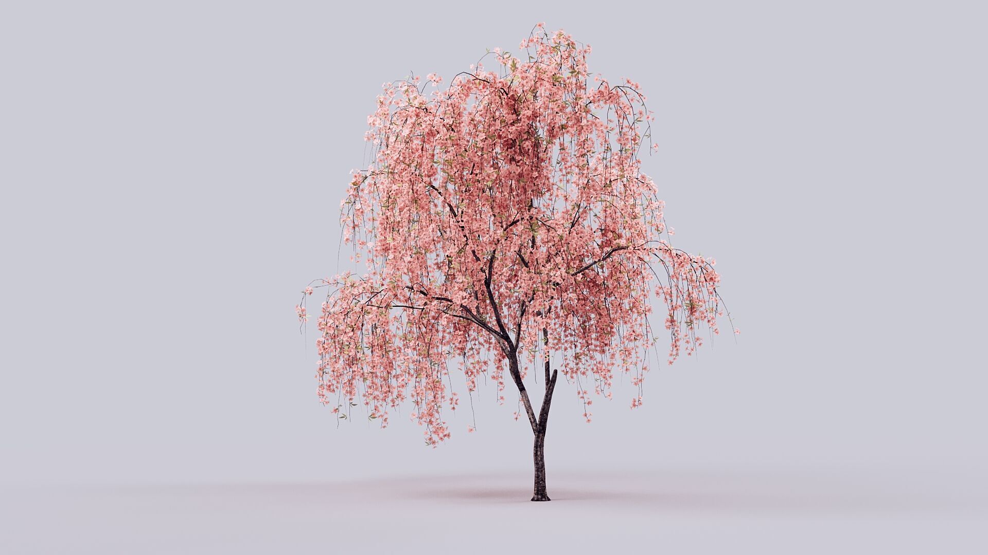 Prunus Subhirtella Pendula 3d Tree Model 3D model_5